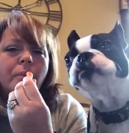 Boston_Terrier_gets_greedy.jpg