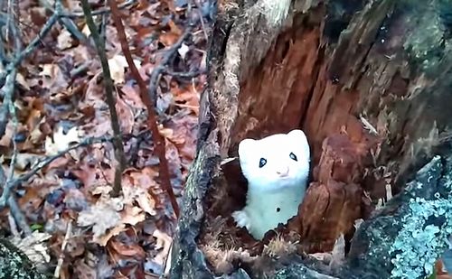 Ermine_in_a_Tree.jpg