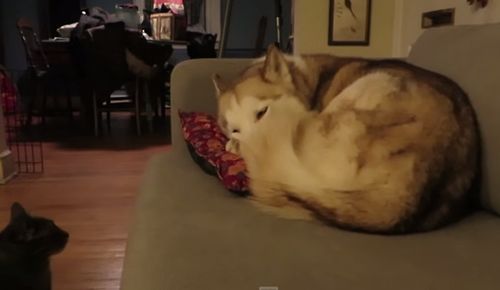 Cat_gets_comfortable_on_sleeping_Husky.jpg