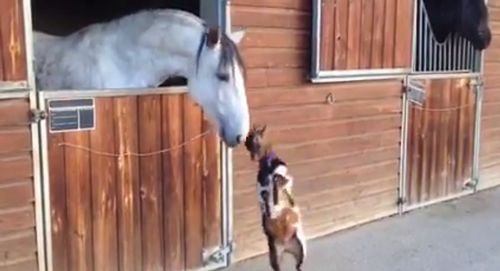 goat_plays_with_horse.jpg
