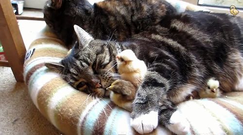 Cats_Hug_Chicks.jpg
