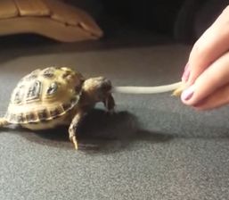 Baby_Tortoise.jpg