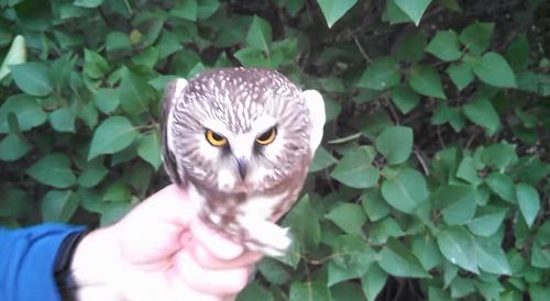 Northern_Saw-whet_Owl.jpg