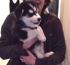 Talking_husky_puppy.jpg