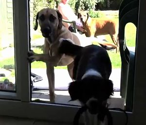 dog_vs_doors.jpg