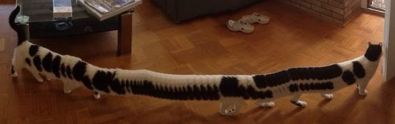 panorama_cat_zoom.jpg