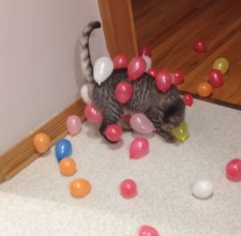 Static_balloon_cat.jpg