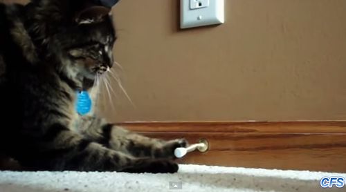 Cats_vs_Door_Stoppers.jpg