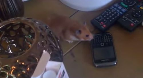 Harvey_Hamster_Taking_Mobile_Phone.jpg
