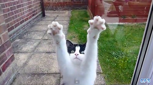 Cats_Who_Desperately_Want_to_Come_Inside.jpg