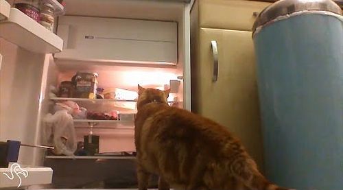 Cats_Opening_Fridges.jpg