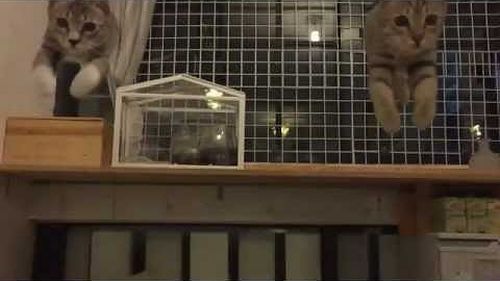 cats_jump.jpg
