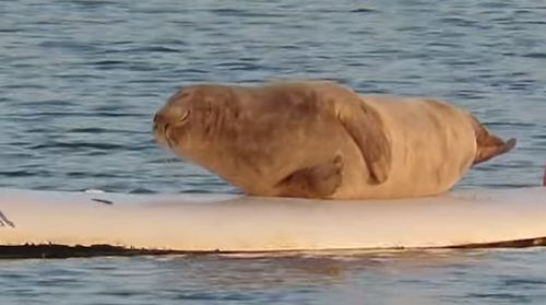 Seal_Hangs_Out_On_Surfboard.jpg