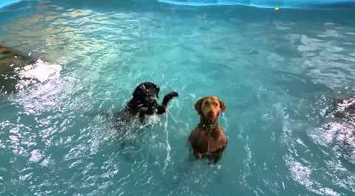 Non_swimming_dog.png
