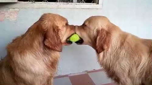Dogs_Play_Tug.png