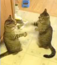 Dance_fighting_cats.png