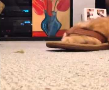 Cat_stuck_in_a_flip_flop.png