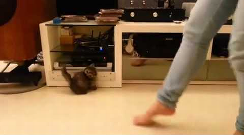 Tiny_kitten_adorably_dances.png