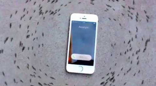 Ants_Circling_Phone.png