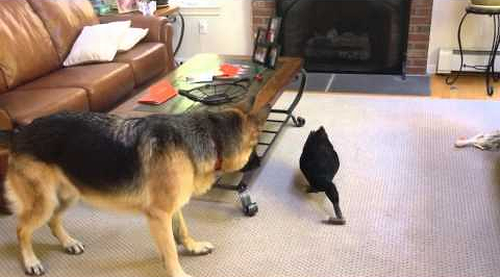 German_Shepherd_Plays_Around_with_Duck.png