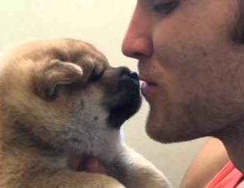 Shiba_Inu_Puppy_Tries_to_Lick_Owner.png