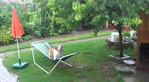 Bulldog_Plays_on_Hammock.png
