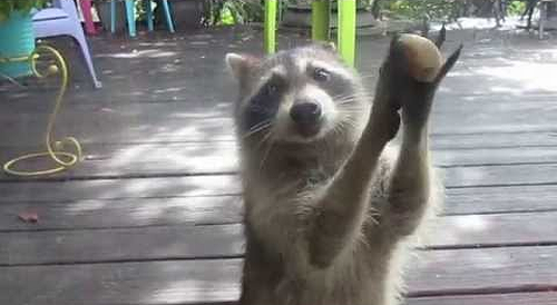 Rocksy_the_Raccoon_knocks_at_the_door.png