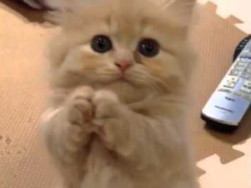 Little_Kitten_Puts_Paws_Together.png