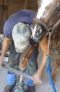 Horse_Licks_Mans_Face.png