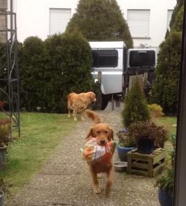 Golden_Retrievers_Help_Bring_in_Groceries.png