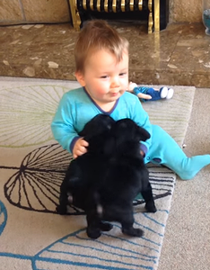 cute_Baby_laughing_at_pug_puppies.png
