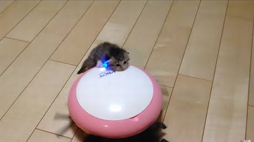 kittens_on_the_vacuum_cleaner.png