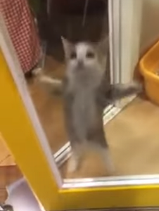 Cute_kitten_jumping.png