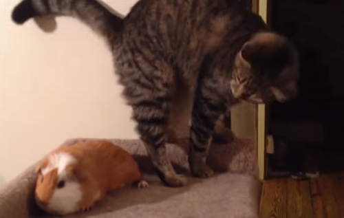 Cat_Cant_Get_Guinea_Pig_out_of_Bed.png