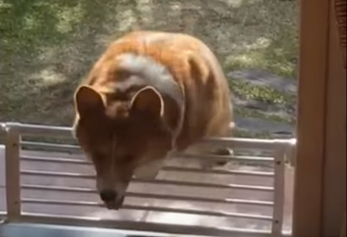 Corgi_Fails_At_Hopping_Over_Fence.png