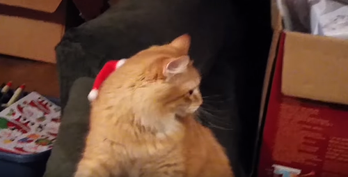 cat_in_a_santa_hat.png