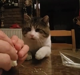 My_cat_begin_for_food.png