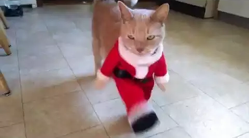 santa_cat_can_can.png