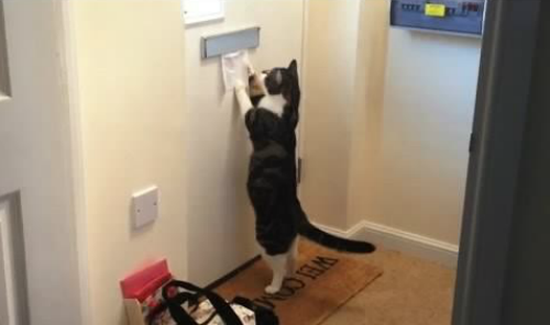 Cats_Getting_Mail_Compilation.png