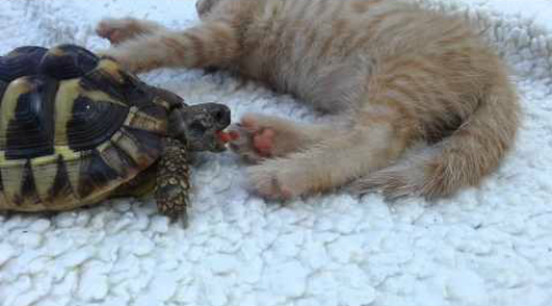 Tortoise_Tries_to_Eat_Kittens_Toes.png