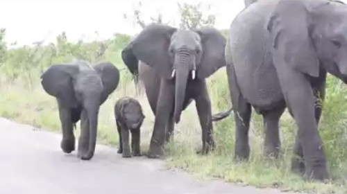 Baby_Elephant_struggling.png