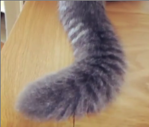 cat_tail_like_elephant.png