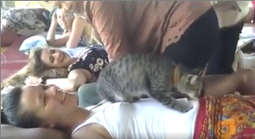 thai_cat_massage.png