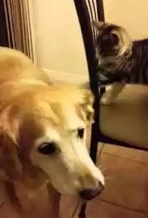 Cat_torturing_dog.png