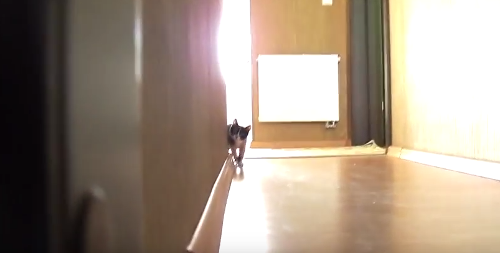 Kitten_Stalking.png