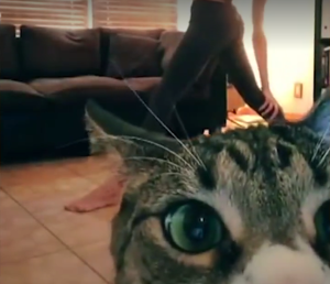 cat_interrupting_yoga.png