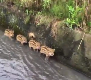 four_little_boat_piglets.png