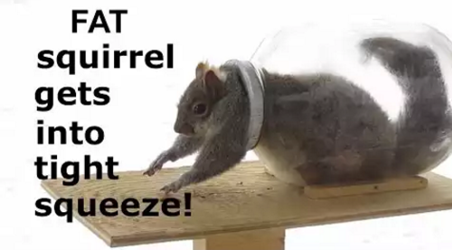 fat_squirrel.png