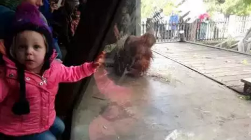 baby_orangutan.png