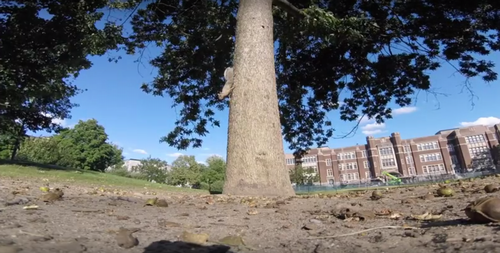 squirrel_take_gopro.png